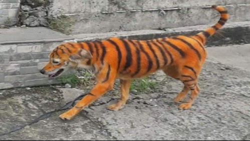 Fotos de perro pintado como tigre se viralizan y generan cientos de reacciones de rechazo