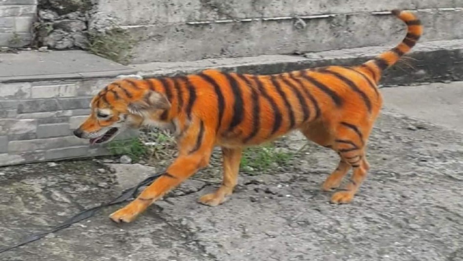 Fotos de perro pintado como tigre se viralizan y generan cientos de reacciones de rechazo Fotos de perro pintado como tigre se viralizan y generan cientos de reacciones de rechazo