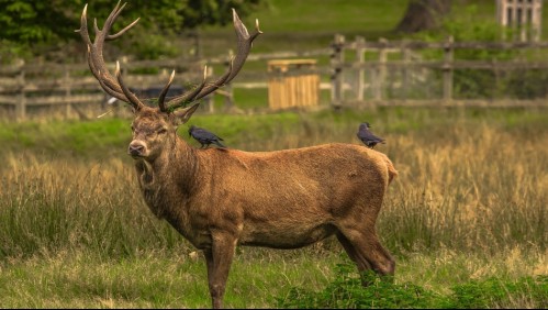 Ciervo herido mata a cazador que le disparó una flecha: Lo atacó con sus astas