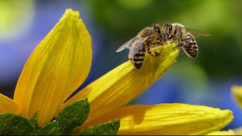 El veneno de las abejas mata las células agresivas del cáncer de mama