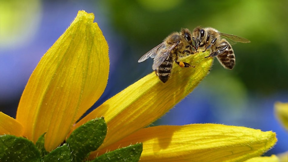 El veneno de las abejas mata las células agresivas del cáncer de mama El veneno de las abejas mata las células agresivas del cáncer de mama
