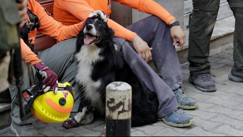 Perro de rescatistas chilenos resulta lesionado durante labores de búsqueda en Beirut