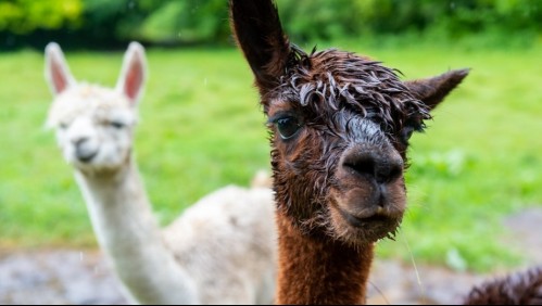 Coronavirus: Posible terapia chilena con anticuerpos de alpacas peligra por falta de recursos