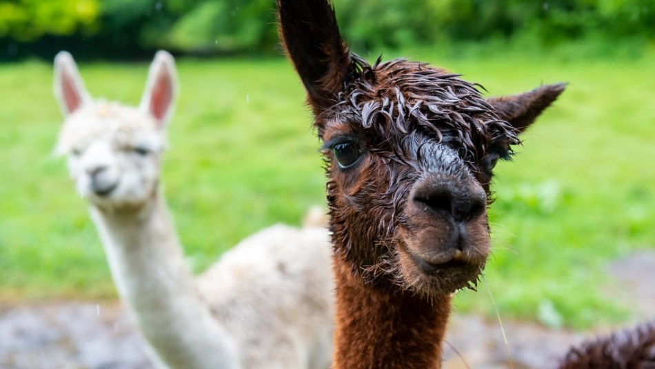 Coronavirus: Posible terapia chilena con anticuerpos de alpacas peligra por falta de recursos Coronavirus: Posible terapia chilena con anticuerpos de alpacas peligra por falta de recursos