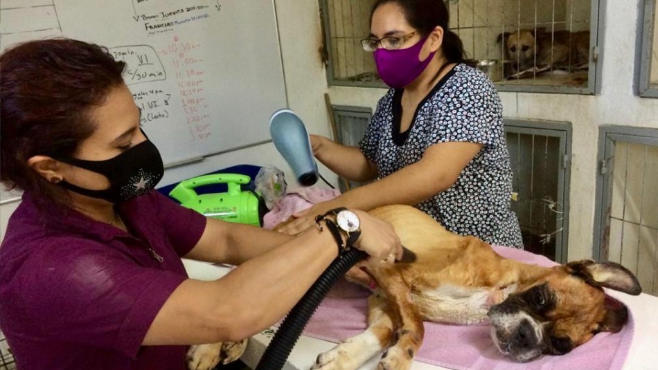 Dueño de perro maltratado es llevado a juicio en México: La mascota murió por su grave estado Dueño de perro maltratado es llevado a juicio en México: La mascota murió por su grave estado