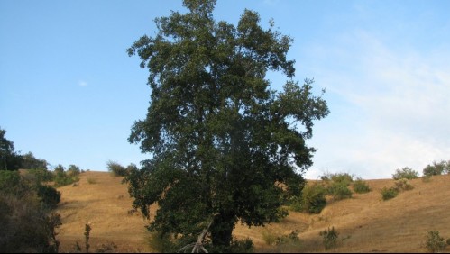 Quillay: El ingrediente clave en la creación de una vacuna contra el coronavirus