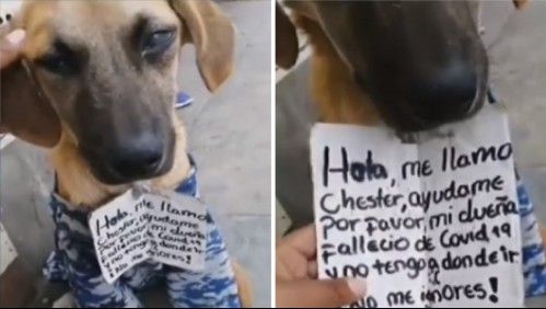 'No tengo dónde ir': Perro pide ser adoptado con tierno cartel tras muerte de su dueña por Covid