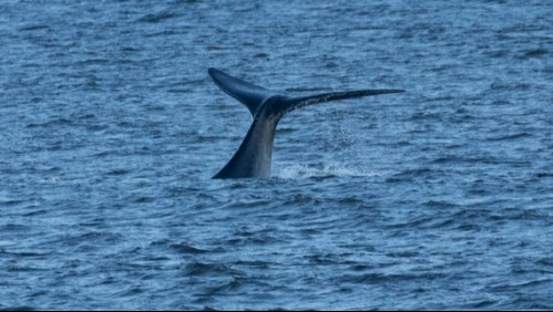 Avistan ballenas con crías en peligro de extinción en Laguna San Rafael