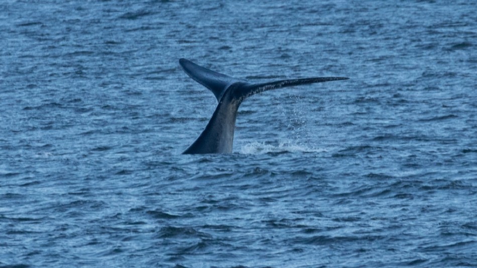 Ballena franca austral Ballena franca austral avistada en Aysén.