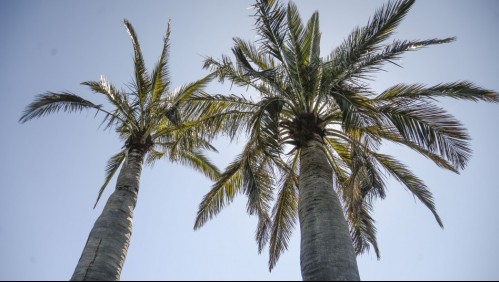 Concurso mundial de especies en peligro: Hasta este viernes puedes votar por la Palma Chilena