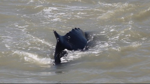Ballenas jorobadas deambulan por un río infestado de cocodrilos en Australia