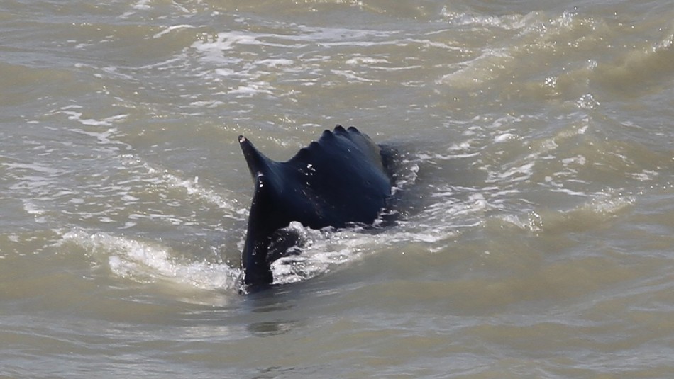 Ballenas jorobadas deambulan por un río infestado de cocodrilos en Australia Ballenas jorobadas deambulan por un río infestado de cocodrilos en Australia