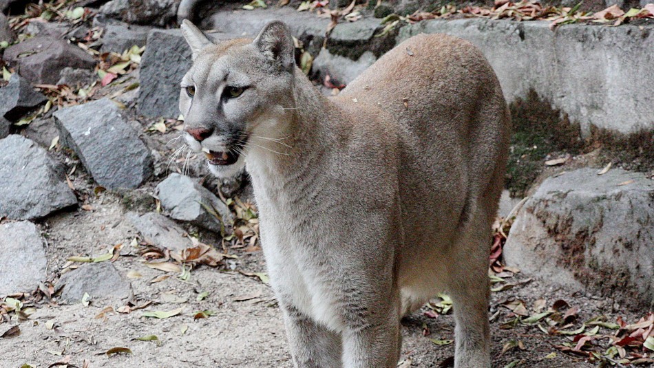 Imagen referencial Denuncian caza ilegal y faenamiento de un puma en la región de Ñuble