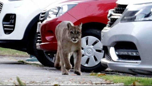 'Cuchito, cuchito': La particular forma que tuvo una mujer para llamar a puma en Puente Alto