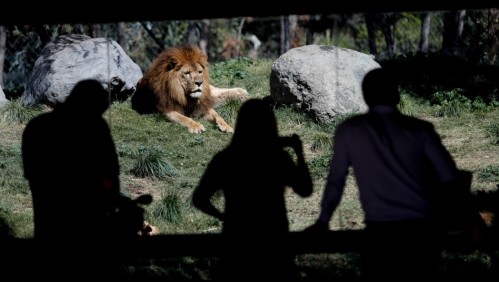 Zoológico Nacional reabrirá sus puertas este mes bajo nuevas medidas sanitarias