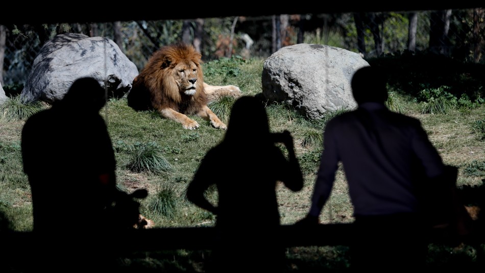 zoologico nacional coronavirus Zoológico Nacional reabrirá sus puertas este mes bajo nuevas medidas sanitarias