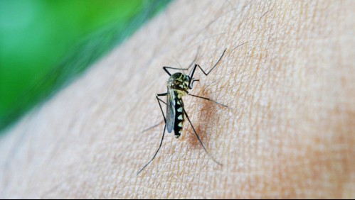 Estudio: Mosquito transmisor de malaria amenaza a millones de habitantes en África