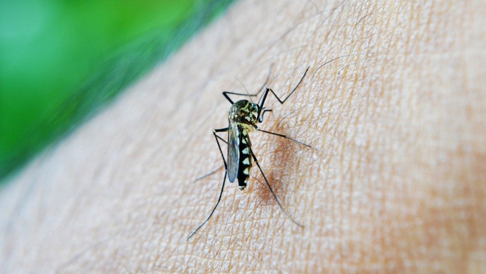 Estudio: Mosquito transmisor de malaria amenaza a millones de habitantes en África Estudio: Mosquito transmisor de malaria amenaza a millones de habitantes en África