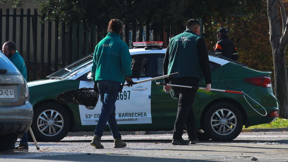 Investigan muerte de puma en sector precordillerano: No descartan participación de terceros Investigan muerte de puma en sector precordillerano: No descartan participación de terceros
