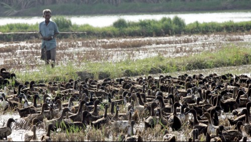 'Así se usan menos químicos': 10.000 patos salvan cultivos de arroz en Tailandia