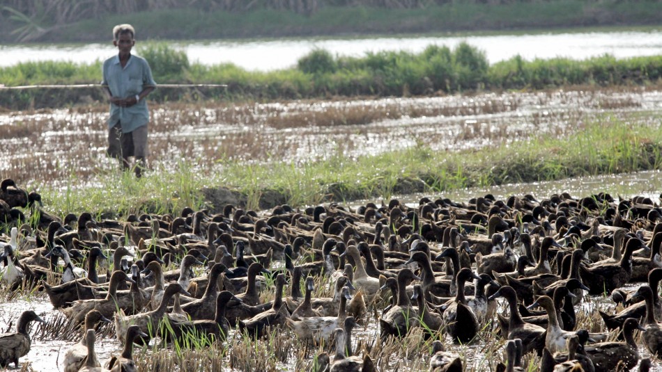10 mil patos 10 mil patos liberados en Tailandia.