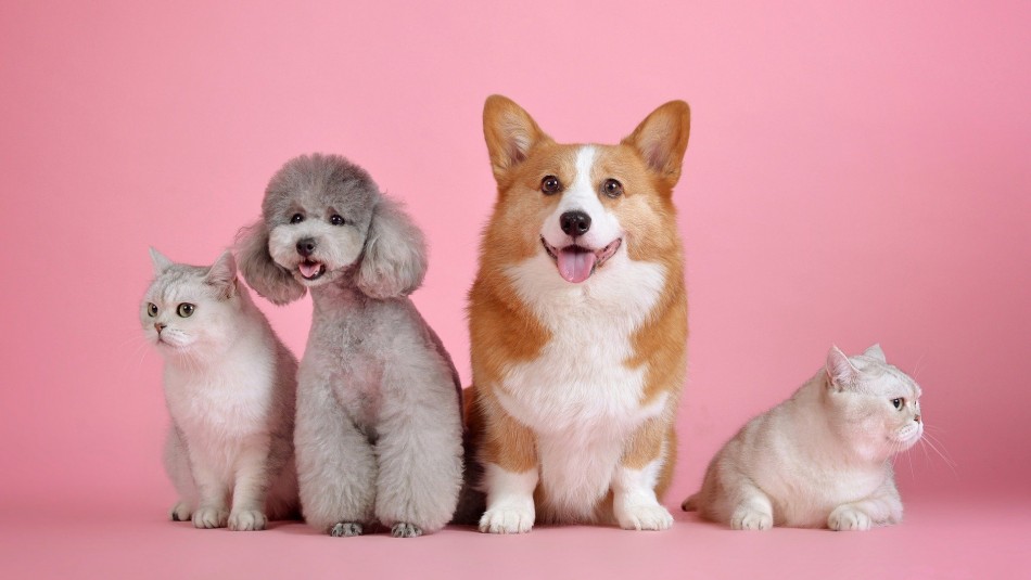 Fiestas Patrias con mascotas: Tres alimentos que no deben comer los animales domésticos Fiestas Patrias con mascotas: Tres alimentos que no deben comer los animales domésticos