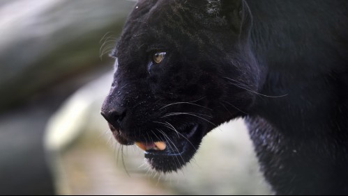 Buscan a pantera negra suelta por un pueblo en España