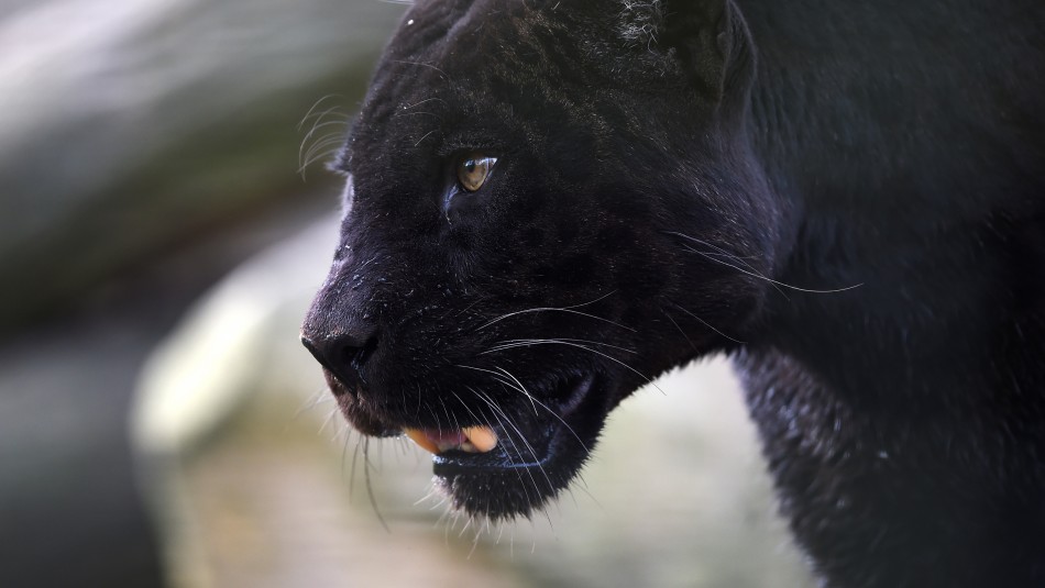 pantera negra españa Buscan a pantera negra suelta por un pueblo en España