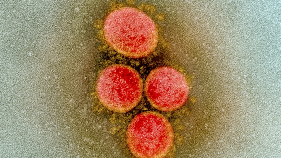 Imagen referencial de archivo Vacuna chilena contra el coronavirus: Es desarrollada a partir de un