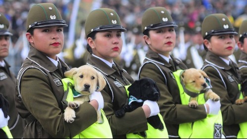 Así es la formación de los cachorros de Carabineros que se llevan las miradas en Parada Militar