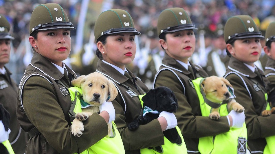 Así es la formación de los cachorros de Carabineros que se llevan las miradas en Parada Militar Así es la formación de los cachorros de Carabineros que se llevan las miradas en Parada Militar