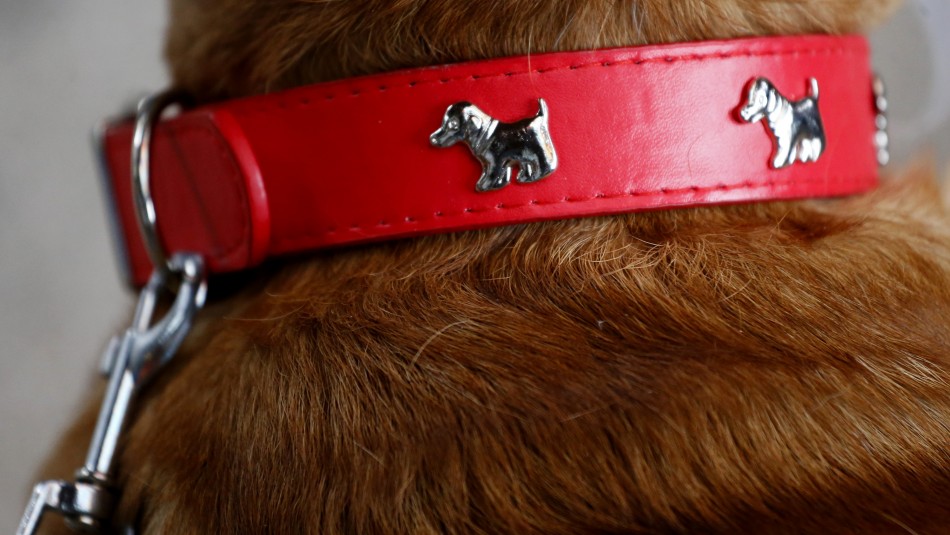 Fiestas Patrias: Revisa los alimentos que pueden ser dañinos para las mascotas Fiestas Patrias: Veterinario da consejos sobre comidas que pueden ser dañinas para las mascotas
