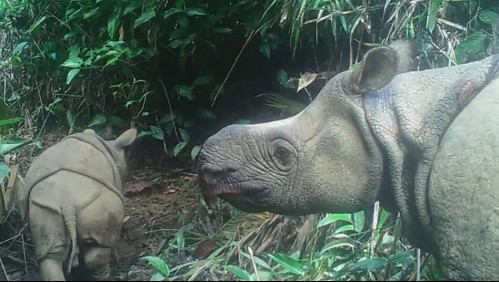 Especie en peligro de extinción: Avistan dos crías de rinocerontes de Java en Indonesia