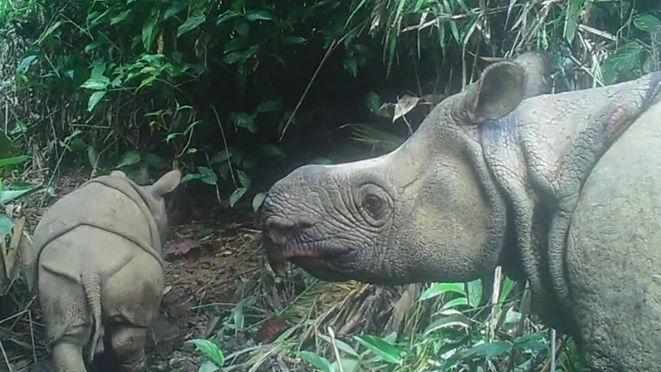 Rinocerontes de Java Especie en peligro de extinción: Avistan dos crías de rinocerontes de Java en Indonesia