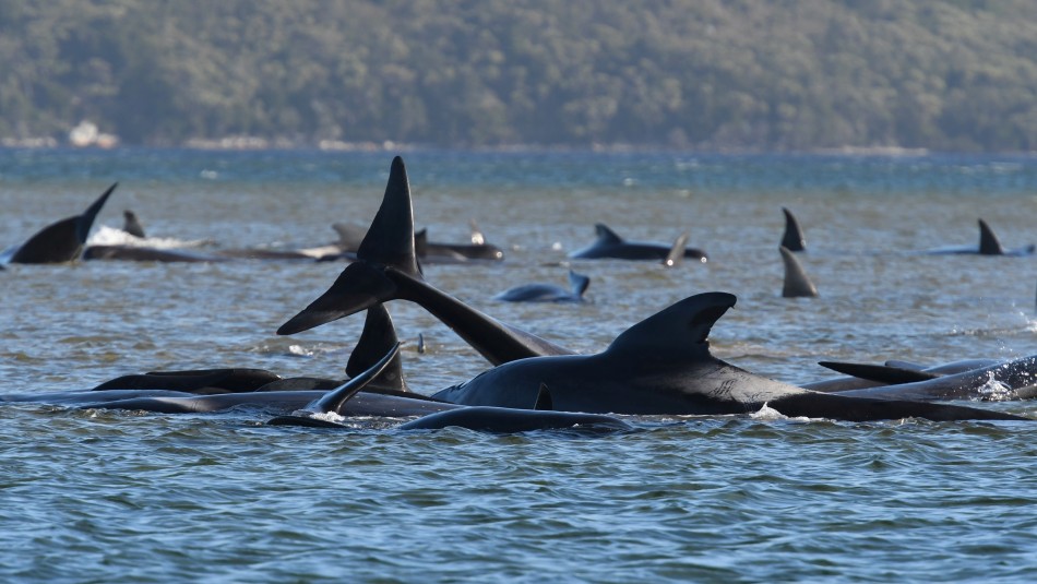 Ballenas varadas australia Gran operativo para rescatar más de 250 ballenas varadas en Australia