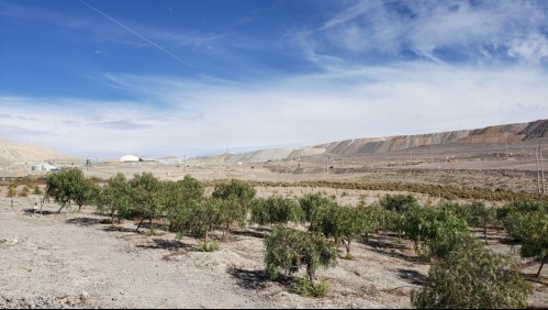 Descubren fósiles de uno de los mayores depredadores marinos en el Desierto de Atacama