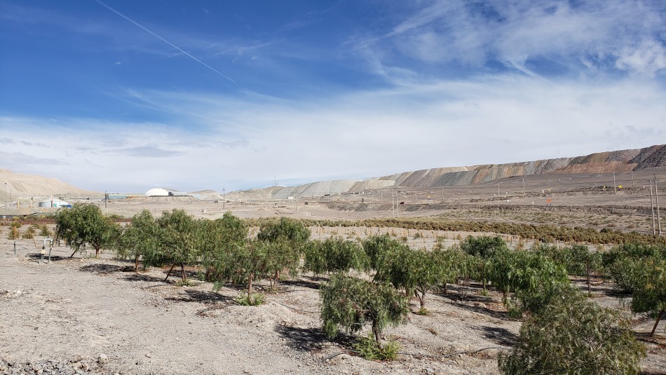 Descubren fósiles de uno de los mayores depredadores marinos en el Desierto de Atacama Descubren fósiles de uno de los mayores depredadores marinos en el Desierto de Atacama