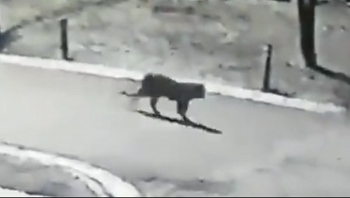 Usuarios de redes sociales reportan presencia de puma en Huechuraba