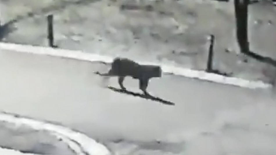 Usuarios de redes sociales reportan presencia de puma en Huechuraba Usuarios de redes sociales reportan presencia de puma en Huechuraba