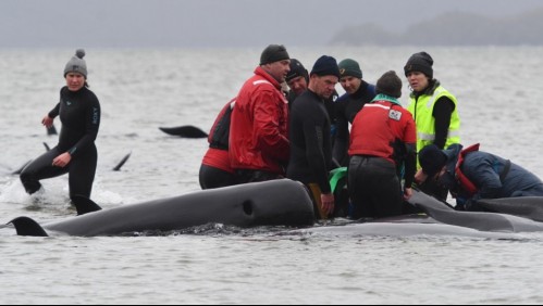 Al menos 380 ballenas murieron varadas en el sur de Australia