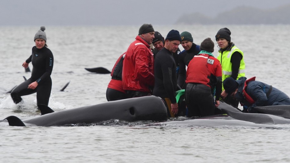 Al menos 380 ballenas murieron varadas en el sur de Australia Al menos 380 ballenas murieron varadas en el sur de Australia
