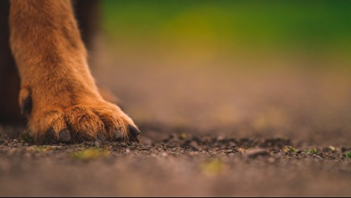Hombre habría adoptado a más de 11 perritos para dárselos de comer a sus víboras