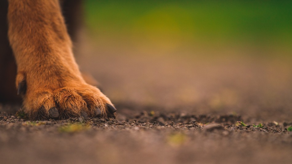 Hombre habría adoptado a más de 11 cachorros para dárselos de comer a sus víboras Hombre habría adoptado a más de 11 perritos para dárselos de comer a sus víboras