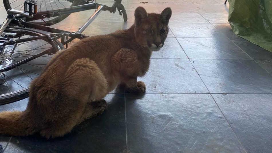 Puma Las Condes Graban a cachorro de puma al interior de una casa en Las Condes