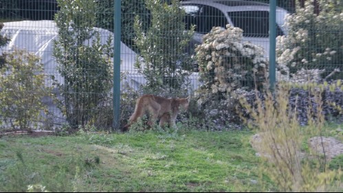 Capturan a cachorro de puma en quebrada de Las Condes: Ahora buscan atrapar a su madre