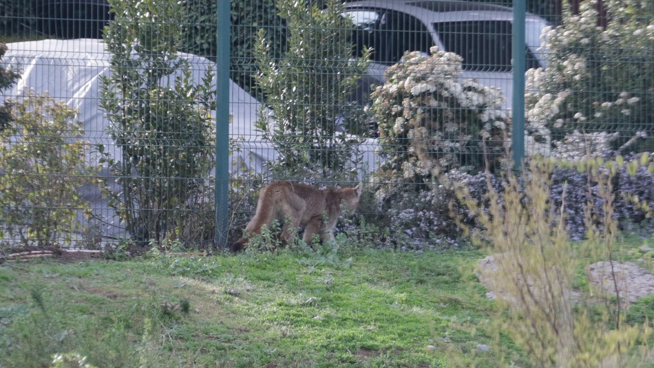 Puma Capturan a puma en Las Condes.