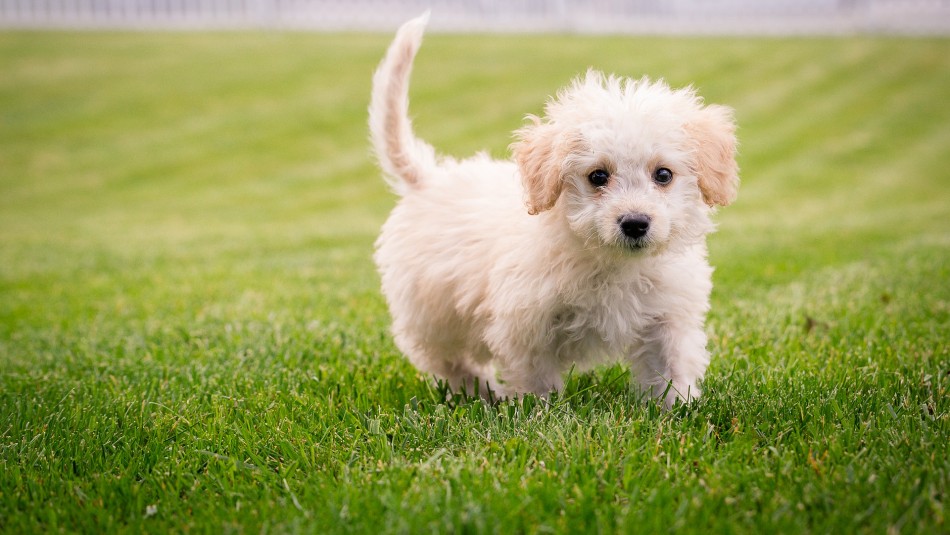 ¿Cómo mantener alejadas a las pulgas y garrapatas de tu mascota? ¿Cómo mantener alejadas a las pulgas y garrapatas de tu mascota?