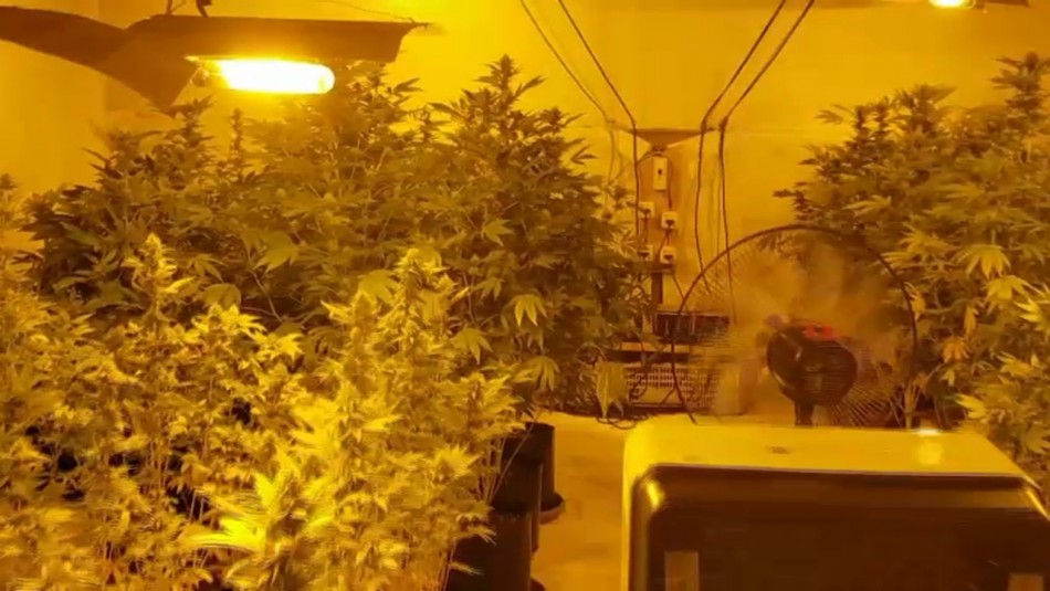 Detienen a sujeto que mantenía cultivo de droga en exclusivo condominio de Machalí Detienen a sujeto que mantenía cultivo de droga en exclusivo condominio de Machalí
