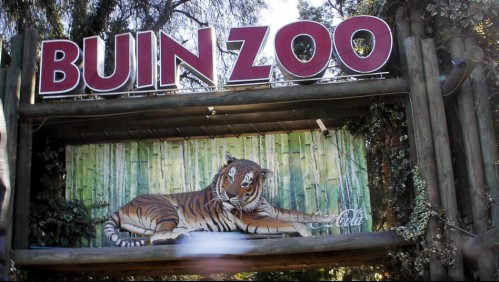 Buin Zoo vuelve a abrir sus puertas después de más de seis meses: 'Es casi una reinauguración'