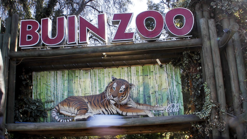 Buin Zoo Vuelve A Abrir Sus Puertas Despues De Mas De Seis Meses Es Casi Una Reinauguracion Meganoticias